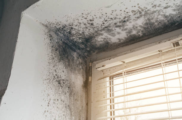 Affordable Mold Remediation solutions in Markham, VA